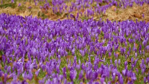 Beautiful crocuses flowers at spring. Horizontal panning. Stock Footage 74749893