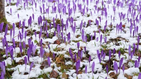 Beautiful crocuses flowers at spring. Panning. Stock Footage 74625344