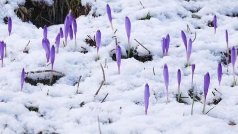 Beautiful crocuses flowers at spring. Panning. Stock Footage 74625352
