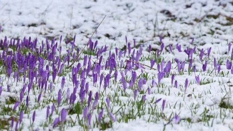 Beautiful crocuses flowers at spring. Panning. Stock Footage 74745111
