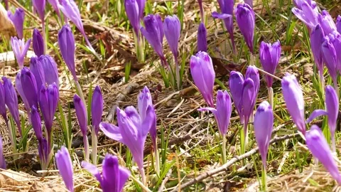 Beautiful crocuses flowers at spring. Selective focus. Video stock 74749777