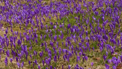 Beautiful crocuses flowers at spring. Selective focus. Stock Footage 74749815