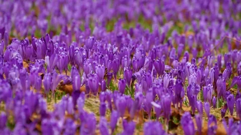 Beautiful crocuses flowers at spring. Selective focus. Stock Footage 74749892