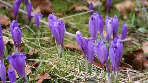 Beautiful crocuses flowers at spring. Selective focus. Stock Footage 74749928
