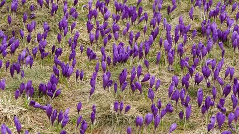 Beautiful crocuses flowers at spring. Selective focus. Stock Footage 77227611