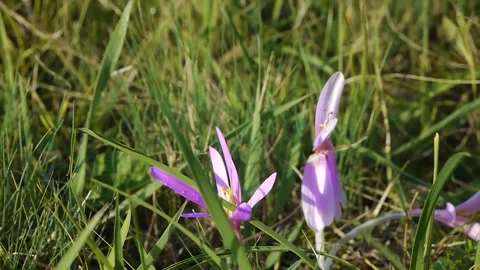 Beautiful crocuses on a mountain meadow in the wind Stock Footage 245156994
