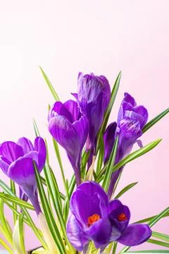 Beautiful crocuses on a pink background, copyspace. Foto stock