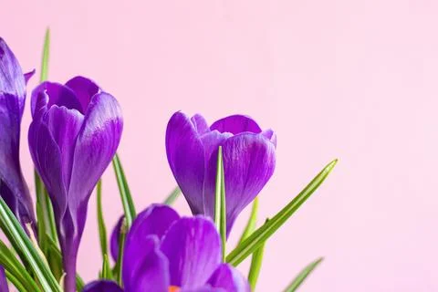 Beautiful crocuses on a pink background, copyspace. Stock Photos