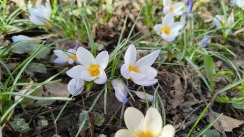 Beautiful crocuses in the spring forest Stockbeeldmateriaal 188972718