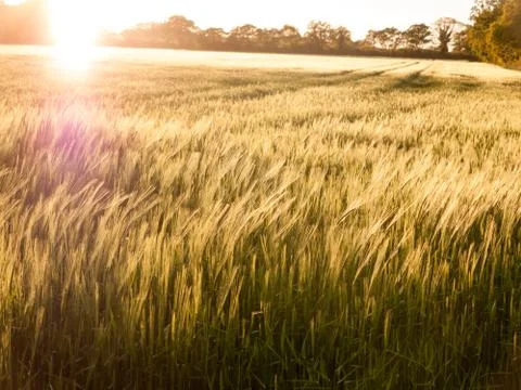 Beautiful crop fields closing up in the setting sunlight over the tops of t.. Stock Photos