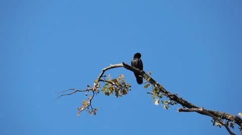 Beautiful Crow Perching Resting Rest Tree Branch Migration Search Autumn Season Stock Footage 8955503