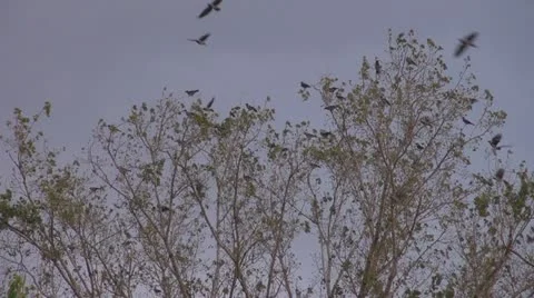 Beautiful crow rest tree branch leaf flock migration search season Stock Footage 11784761