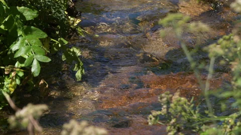 Beautiful crystal clear stream or creek, running through woodland in summer Stock Footage 276885886