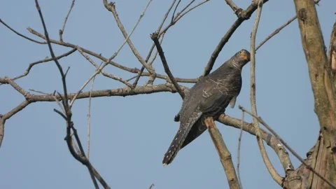 Beautiful Cuckoo bird relaxing on tree . Stock Footage 337200562