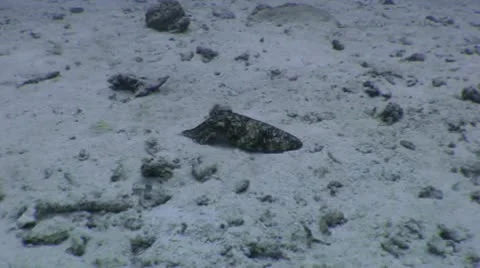 Beautiful Cuddlefish Changes Color Video stock 10565088