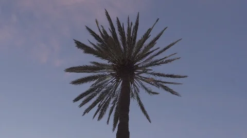 Beautiful cup of a palm tree seen from the trunk, with a colorful sky and Stock Footage 119737005