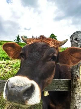 Beautiful curious brown and white cow looks into camera. Stock Photos