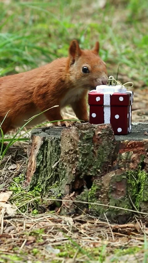 Beautiful curious squirrel sniffs gift box on forest stump Stock Footage 313316422