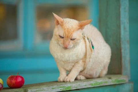 Beautiful curly white cat eats grass at  summer cottage Stock Photos