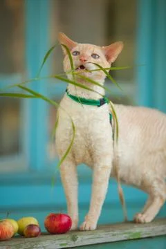 Beautiful curly white cat eats grass at  summer cottage Stock Photos