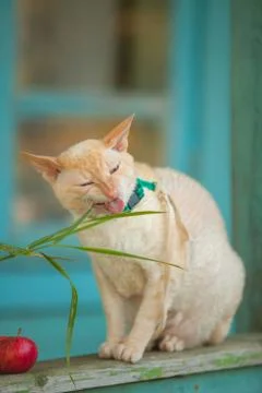 Beautiful curly white cat eats grass at  summer cottage Stock Photos