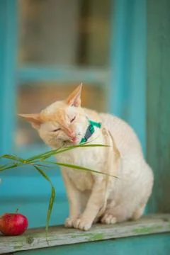 Beautiful curly white cat eats grass at  summer cottage Stock Photos