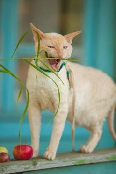 Beautiful curly white cat eats grass at  summer cottage Stock Photos