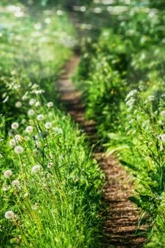 Beautiful curvy path Stock Photos