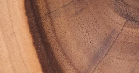 A beautiful cut of a walnut tree processed for decoration and use, a cut of a Stock Footage 274486957