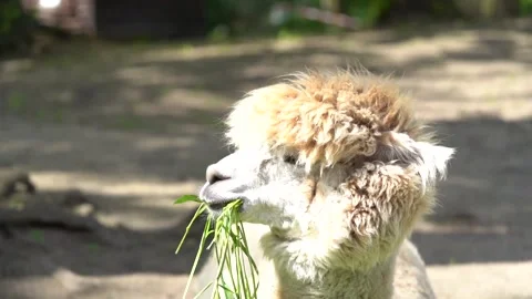 Beautiful cute alpaca chewing grass, incredible wildlife Stock Footage 155392746