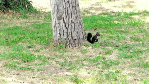 Beautiful cute black squirrel eating green walnut Vídeo Stock 201946455