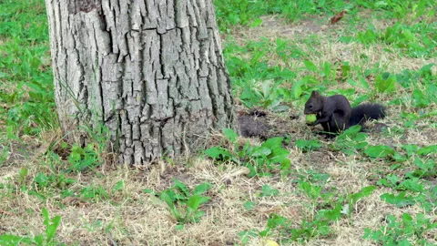 Beautiful cute black squirrel eating green walnut Vídeo Stock 201946957
