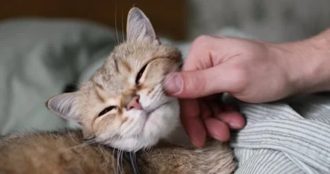 Beautiful cute british cat is lying on the bed. Close-up. Stock Footage 156596775