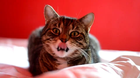 Beautiful cute cat Stock Footage 34609529