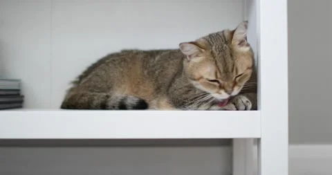 Beautiful cute cat is lying on the shelf of a bookcase. Close-up. Stock Footage 156597381