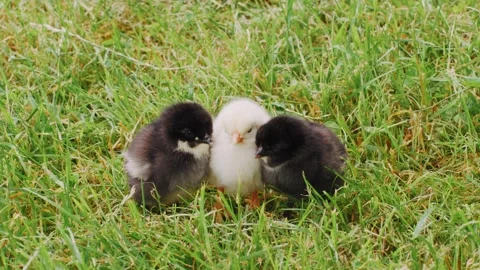 Beautiful cute charming chickens in the grass. Chicks warm themselves against Stock Footage 313548824
