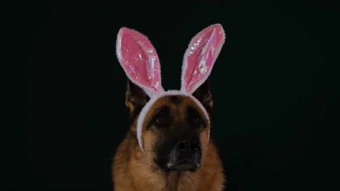 Beautiful cute dog wears Easter bunny costume. 스톡 동영상 227336261