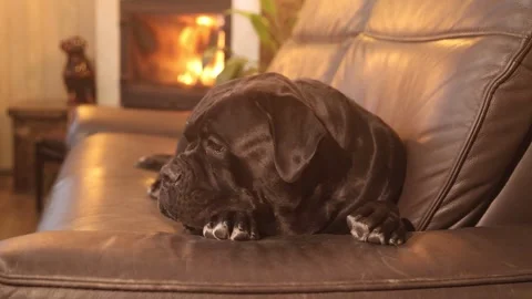 A beautiful cute female Cane Corso lies  against the background of a fireplace Stock Footage 327873022