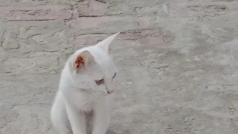 Beautiful Cute Kitten Looking Adorable Stock Footage 346737682