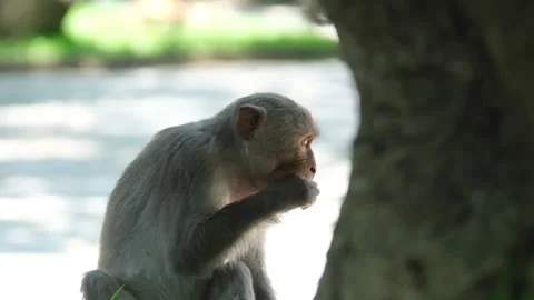 Beautiful, cute monkey in the wild. monkey sitting on the grass and eating green Stock Footage 309624734