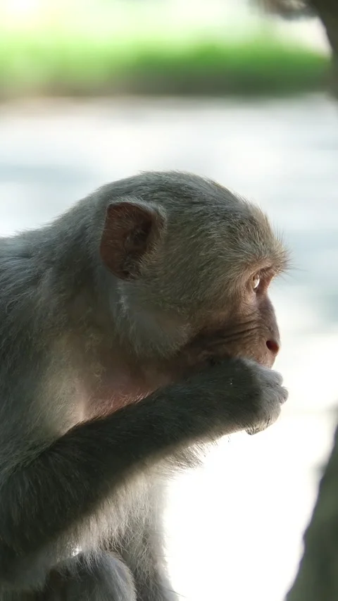 Beautiful, cute monkey in the wild. monkey sitting on the grass and eating green Stock Footage 310159634