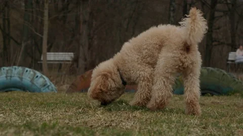 A beautiful cute poodle sniffs the grass then pisses.4K slow motion high quality Video stock 175823449