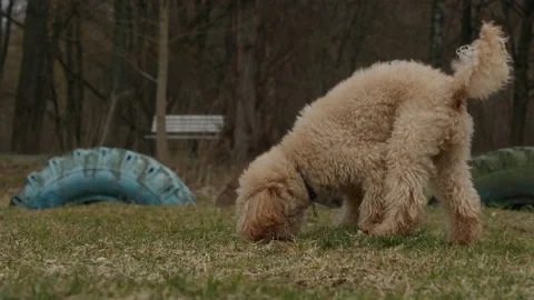 A beautiful cute poodle sniffs the grass then pisses.4K slow motion high quality Video stock 175825756