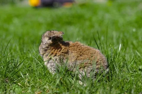 Beautiful cute rabbit on a green summer meadow. Hare walking on nature in the Stock Photos