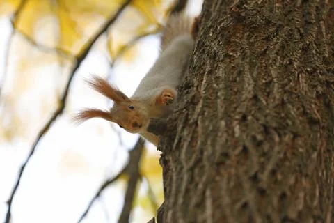 Beautiful cute red squirrel sitting on the tree in autumn park Stock Photos