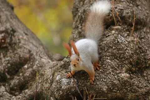Beautiful cute red squirrel sitting on the tree in autumn park Stock Photos