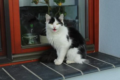 Beautiful cute silly cat sitting on a window porch Stock Photos