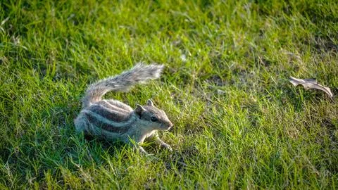 A beautiful cute squirrel image Stock Photos