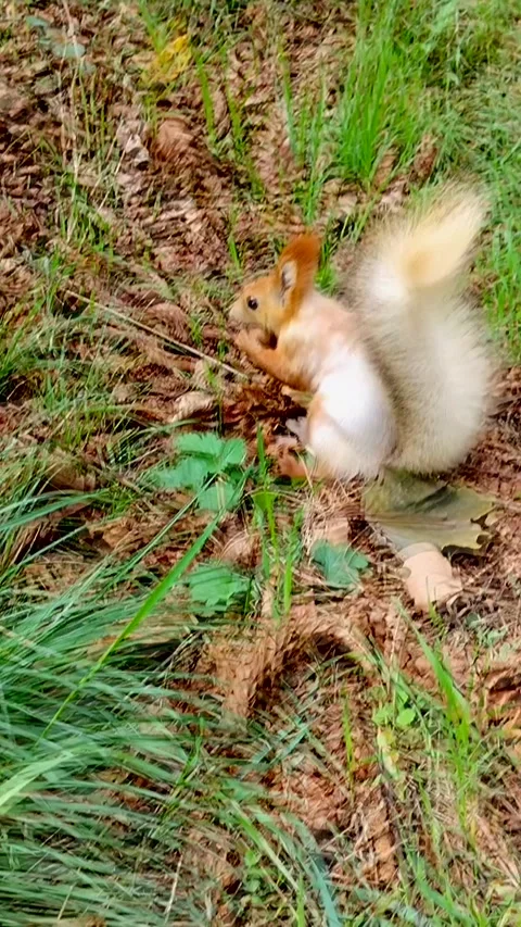 A beautiful cute squirrel runs up to a woman's hand with food and eats Stock Footage 337425145