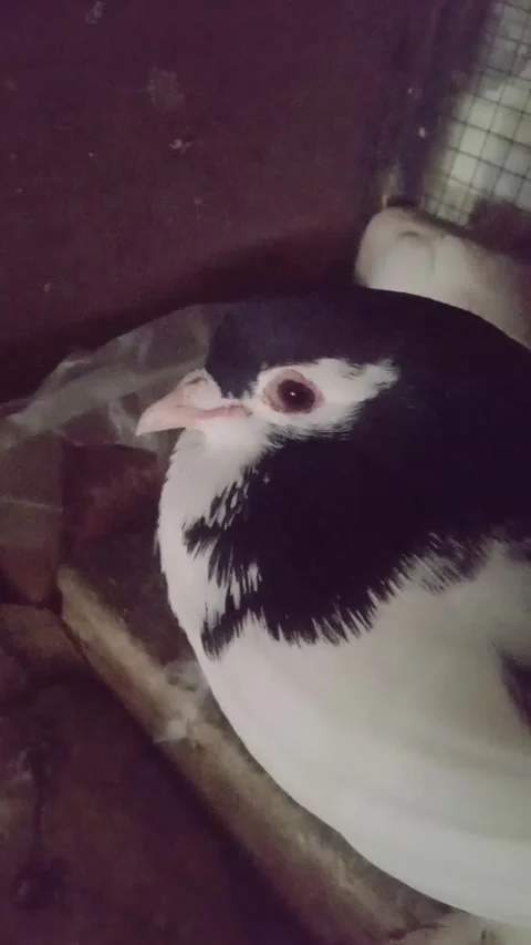 Beautiful Cute white And Black Pigeon Bird Stock Footage 331849152